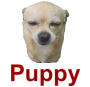 Puppy.png